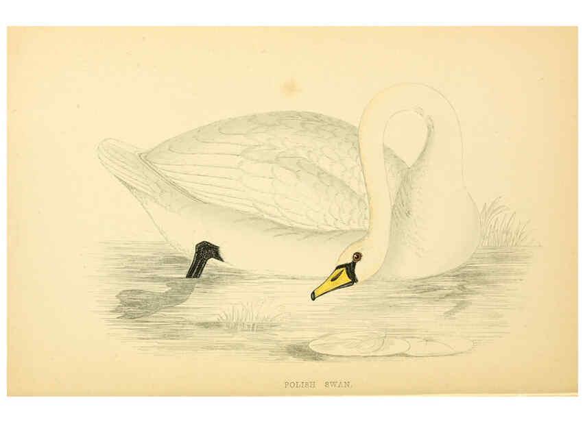 Reproducción/Reproduction 6008483299: A history of British birds. v.6 London,Groombridge and Sons,[1862?-1867?] 