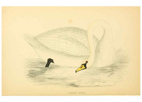 Reproducción/Reproduction 6008483299: A history of British birds. v.6 London,Groombridge and Sons,[1862?-1867?] 
