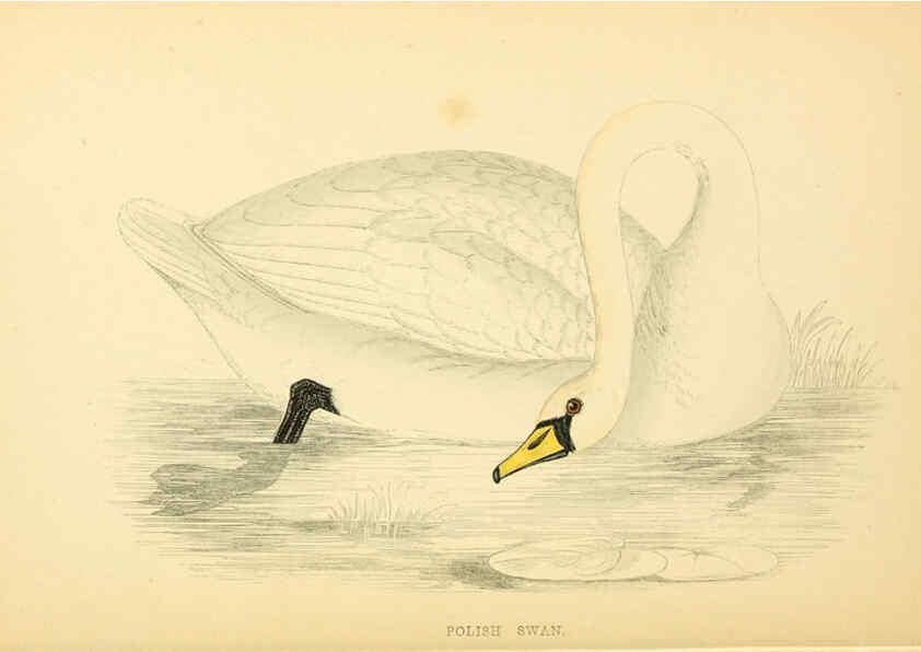 Reproducción/Reproduction 6008483299: A history of British birds. v.6 London,Groombridge and Sons,[1862?-1867?] 