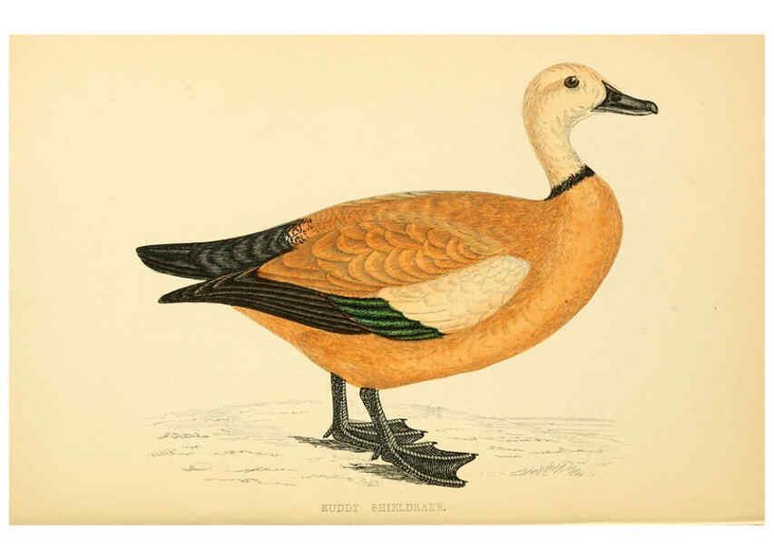 Reproducción/Reproduction 6008483627: A history of British birds. v.6 London,Groombridge and Sons,[1862?-1867?] 
