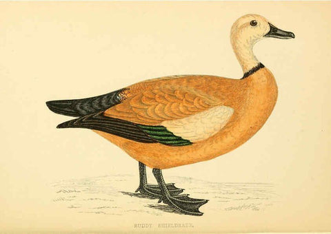 Reproducción/Reproduction 6008483627: A history of British birds. v.6 London,Groombridge and Sons,[1862?-1867?] 