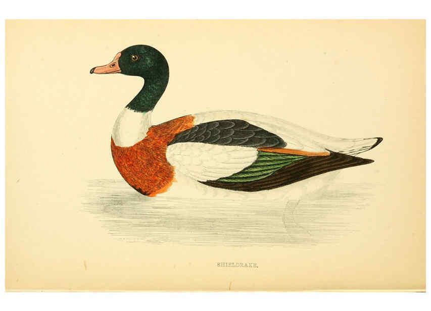 Reproducción/Reproduction 6009031472: A history of British birds. v.6 London,Groombridge and Sons,[1862?-1867?] 