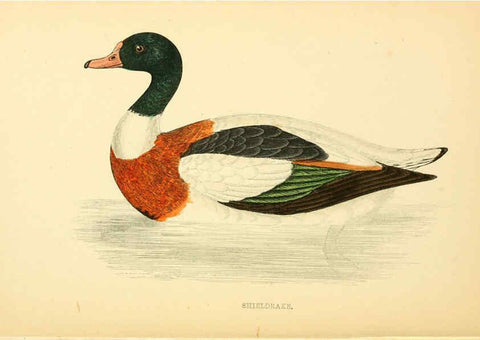 Reproducción/Reproduction 6009031472: A history of British birds. v.6 London,Groombridge and Sons,[1862?-1867?] 