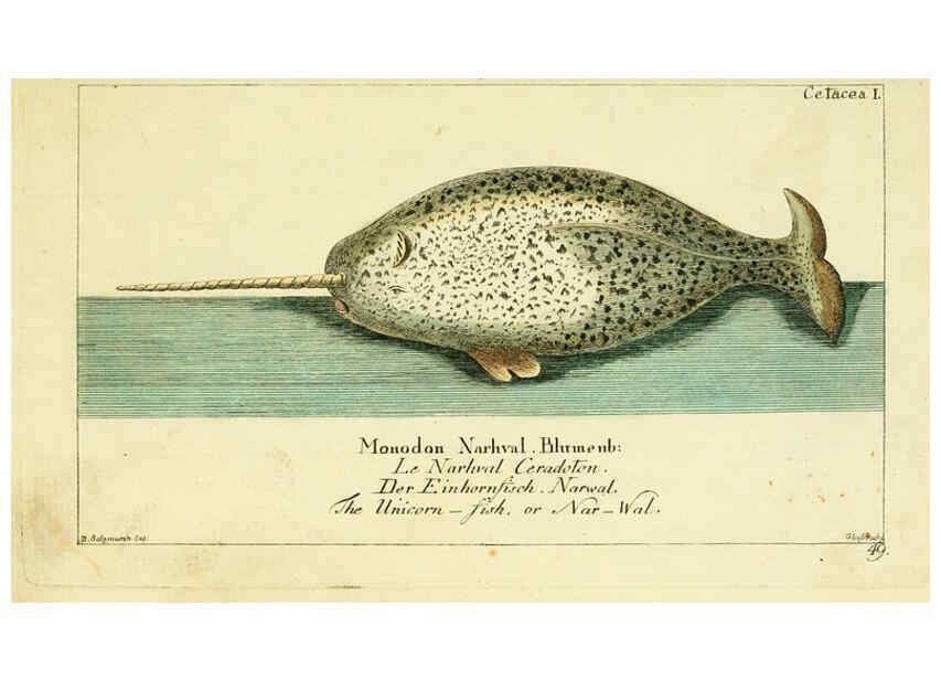 Reproducción/Reproduction 6009075986: Gemeinnüzzige Naturgeschichte des Thierreichs bd 2 plates Berlin ;bei Gottlieb August Lange,1780-1789