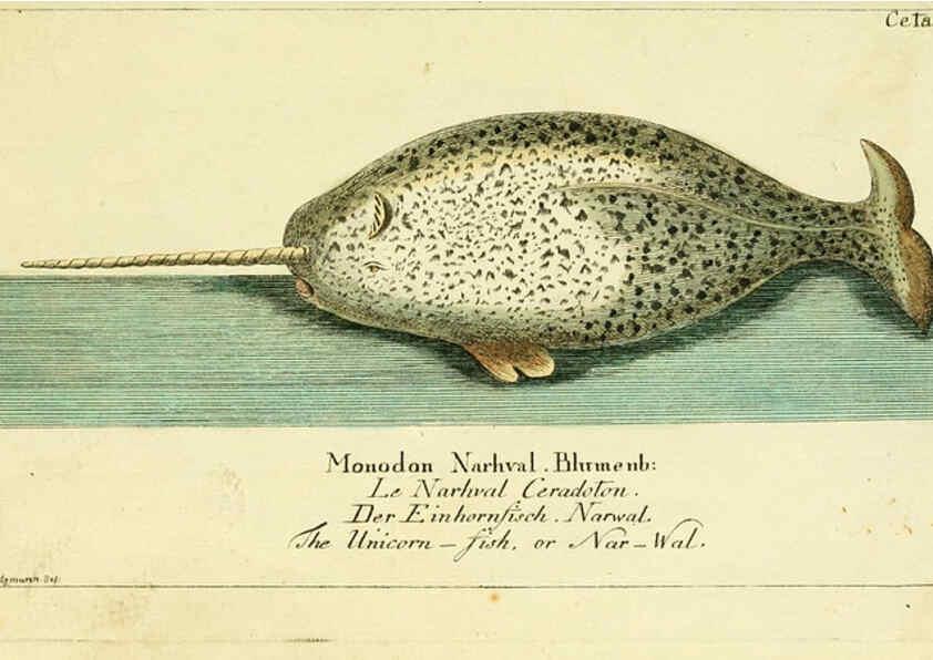 Reproducción/Reproduction 6009075986: Gemeinnüzzige Naturgeschichte des Thierreichs bd 2 plates Berlin ;bei Gottlieb August Lange,1780-1789