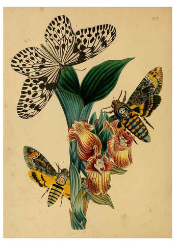 Reproducción/Reproduction 5974274991: The cabinet of oriental entomology London :William Smith, 113 Fleet Street,[1848] 