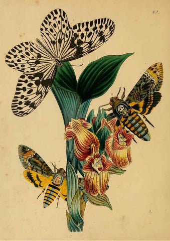 Reproducción/Reproduction 5974274991: The cabinet of oriental entomology London :William Smith, 113 Fleet Street,[1848] 