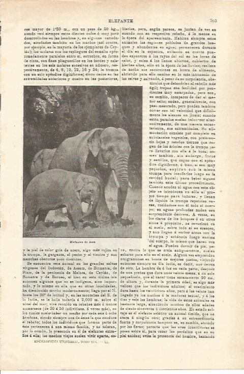 LAMINA ESPASA 35589: Elefantes de Asia