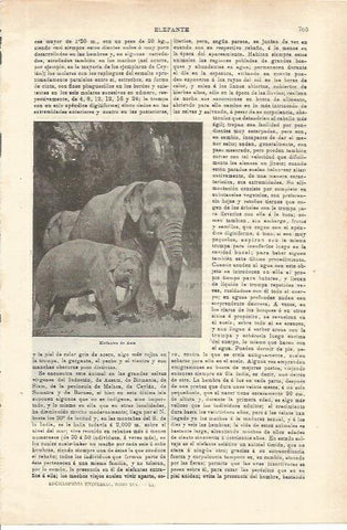 LAMINA ESPASA 35589: Elefantes de Asia