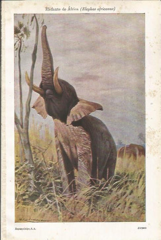 LAMINA ESPASA 35588: Elefante de Africa