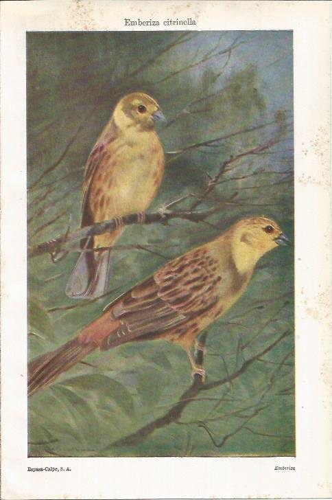 LAMINA ESPASA 35631: Emberiza citrinella