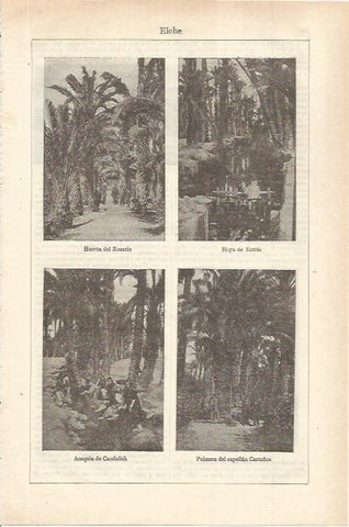 LAMINA ESPASA 35573: Jardines de Elche, Alicante