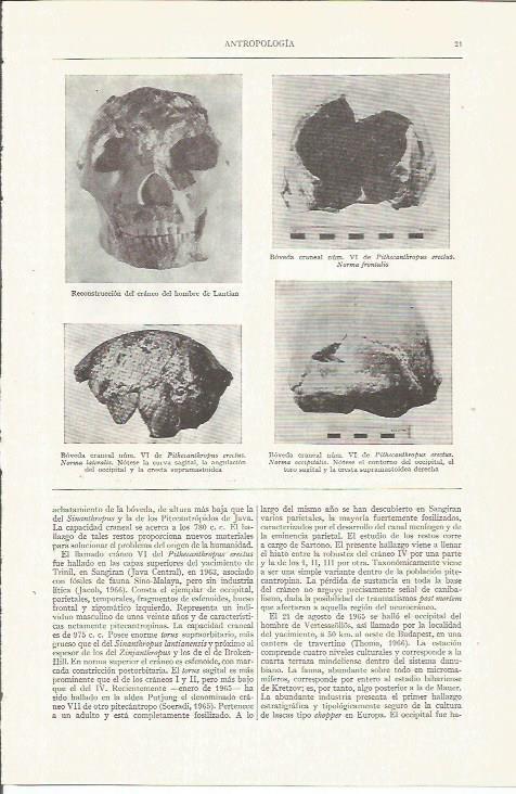 LAMINA ESPASA 35704: Antropologia. Reconstruccion de craneos
