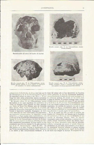 LAMINA ESPASA 35704: Antropologia. Reconstruccion de craneos