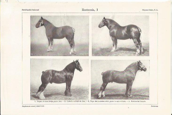 LAMINA ESPASA 35359: Especies de caballos