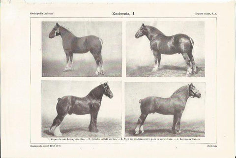 LAMINA ESPASA 35359: Especies de caballos
