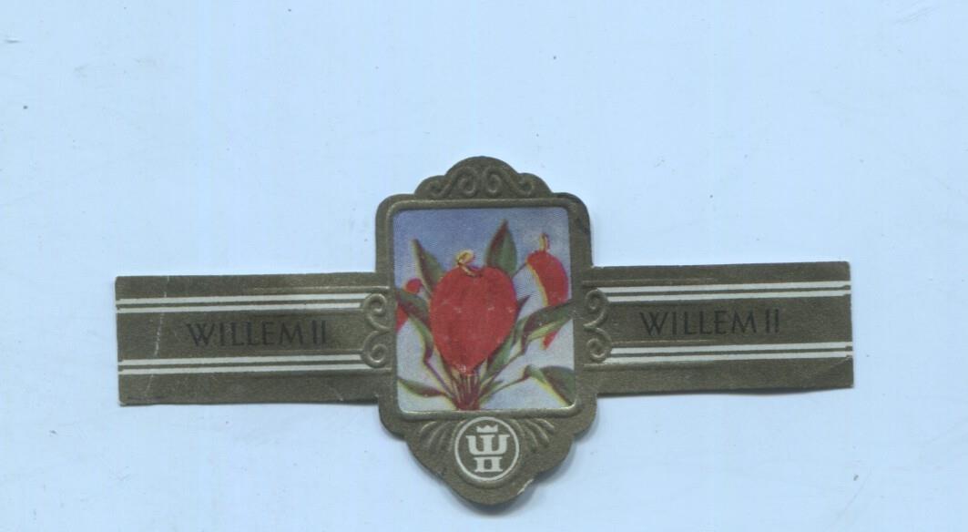 Vitola de Puro Willem II numero 2284 Flamingo plant Anthurium