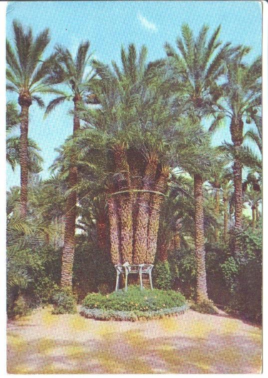 Postal JC0768: Elche (Alicante). Huerto del Cura. Palmera Imperial