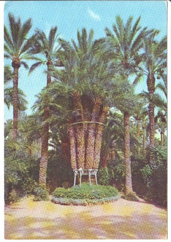 Postal JC0768: Elche (Alicante). Huerto del Cura. Palmera Imperial