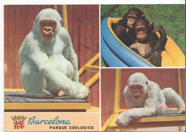 Postal JC0778: Barcelona. Parque Zoologico. Copito de Nieve