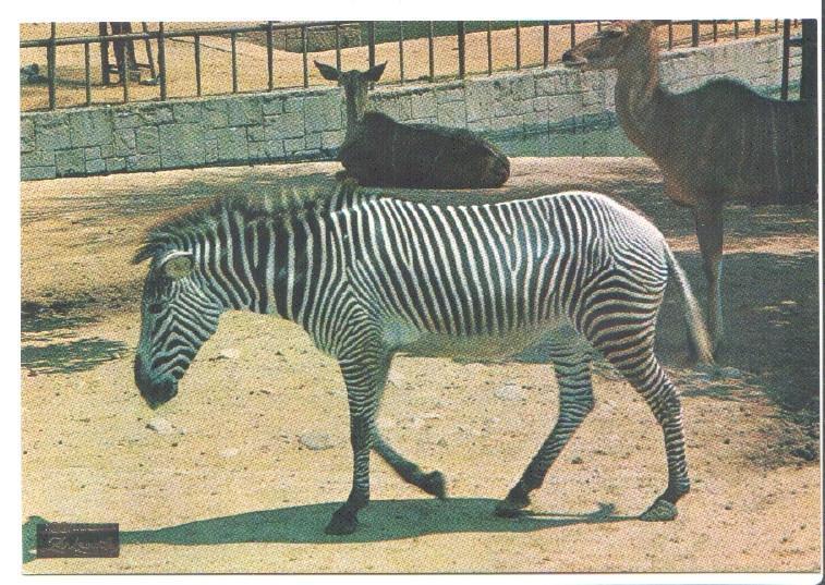 Postal JC0779: Barcelona. Parque Zoologico. Cebra