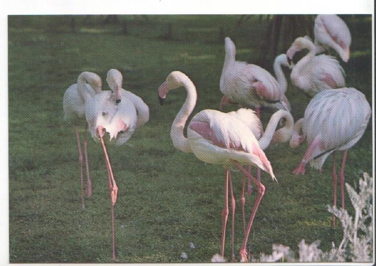 Postal JC0780: Barcelona. Parque Zoologico. Flamencos