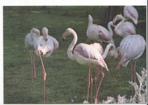 Postal JC0780: Barcelona. Parque Zoologico. Flamencos