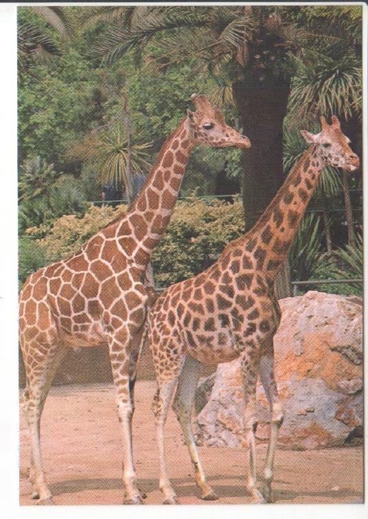 Postal JC0781: Barcelona. Parque Zoologico. Jirafas