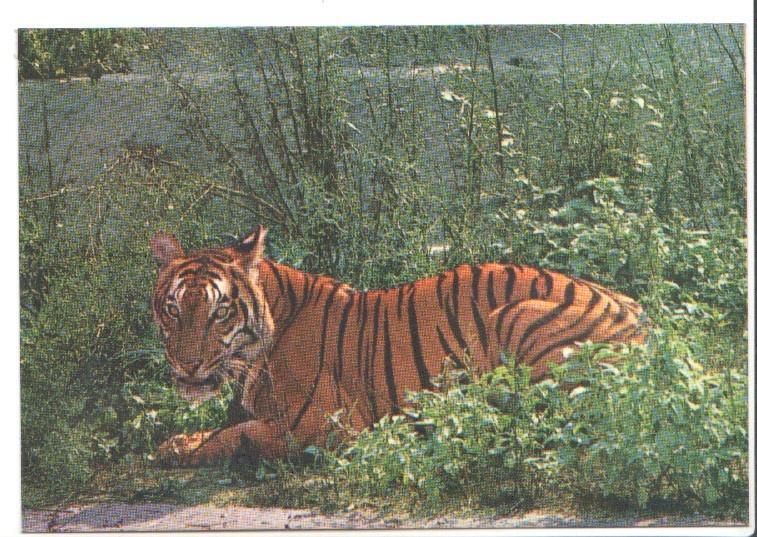 Postal JC0782: Barcelona. Parque Zoologico. Tigre de Bengala