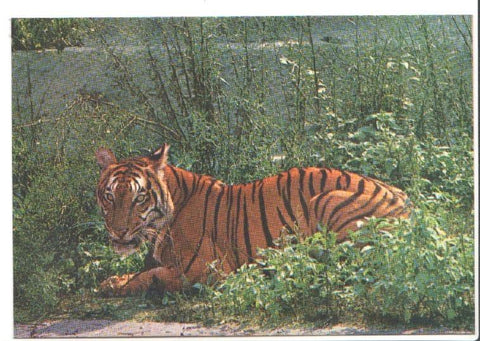 Postal JC0782: Barcelona. Parque Zoologico. Tigre de Bengala