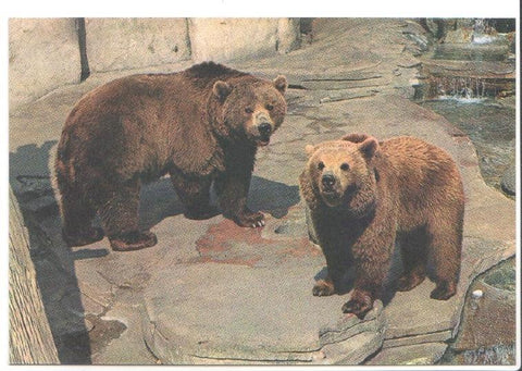 Postal JC0783: Barcelona. Parque Zoologico. Oso de Siberia