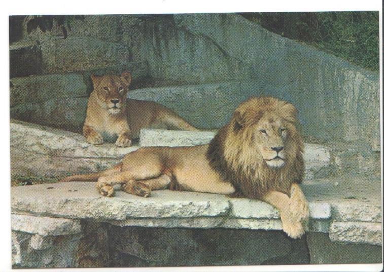 Postal JC0784: Barcelona. Parque Zoologico. Leones