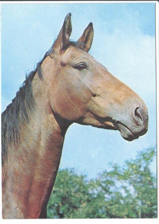Postal JC0785: Caballo visto desde cerca