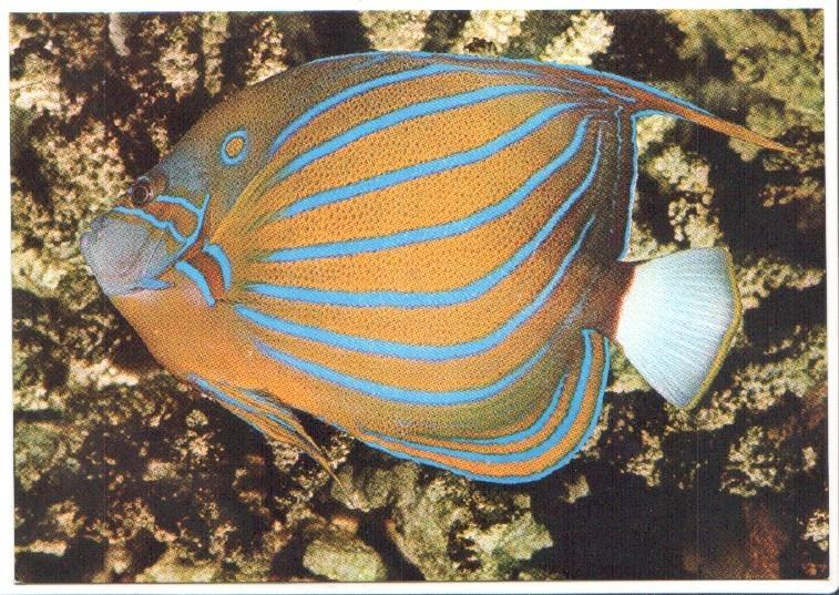Postal JC0786: Pez tropical. Pez Angel de anillo azul
