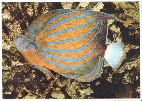 Postal JC0786: Pez tropical. Pez Angel de anillo azul