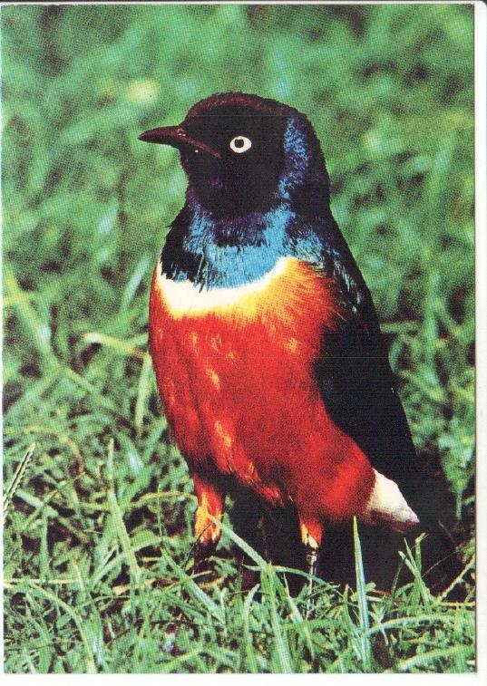 Postal JC0787: Pajaro con cabeza y alas negras, cuerpo rojo