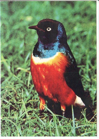 Postal JC0787: Pajaro con cabeza y alas negras, cuerpo rojo