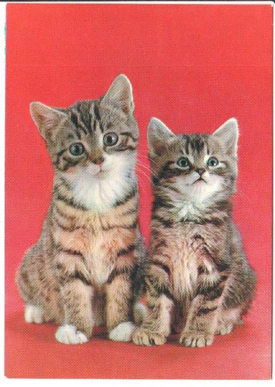 Postal JC0788: Pareja de gatos