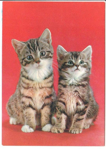 Postal JC0788: Pareja de gatos