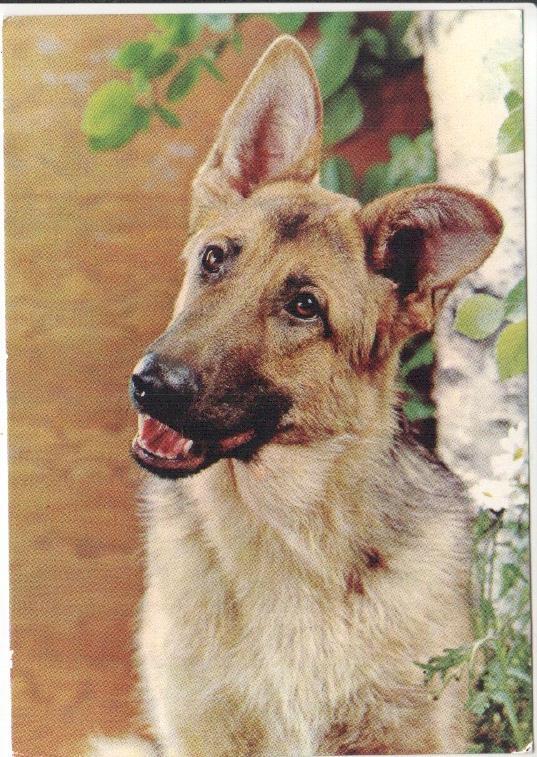 Postal JC0789: Perro Pastor Aleman o raza similar