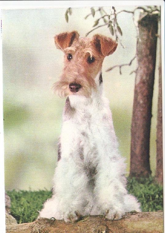 Postal JC0802: Perro raza Schnauzer o similar