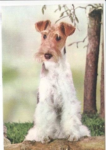 Postal JC0802: Perro raza Schnauzer o similar