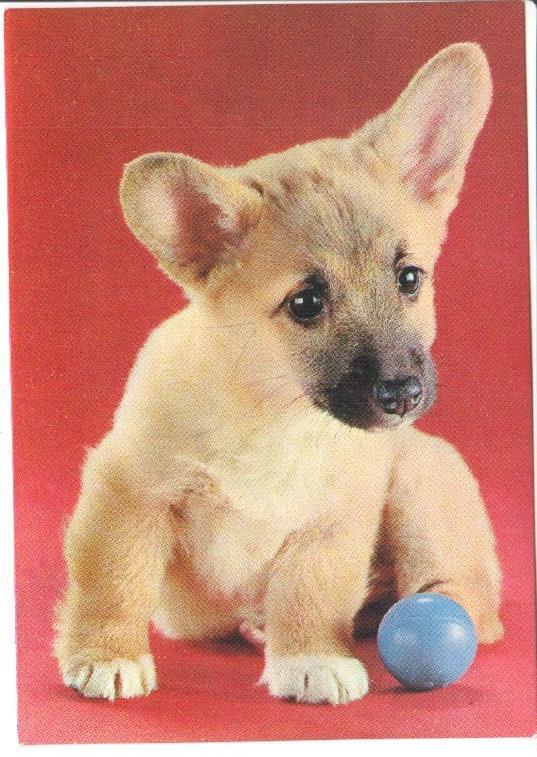 Postal JC0803: Perro, cachorro con pelota azul. Raza Corgi o una similar