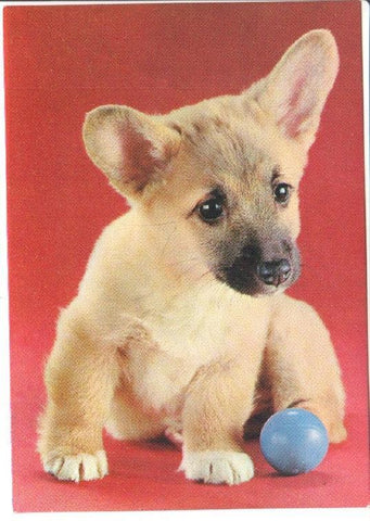 Postal JC0803: Perro, cachorro con pelota azul. Raza Corgi o una similar