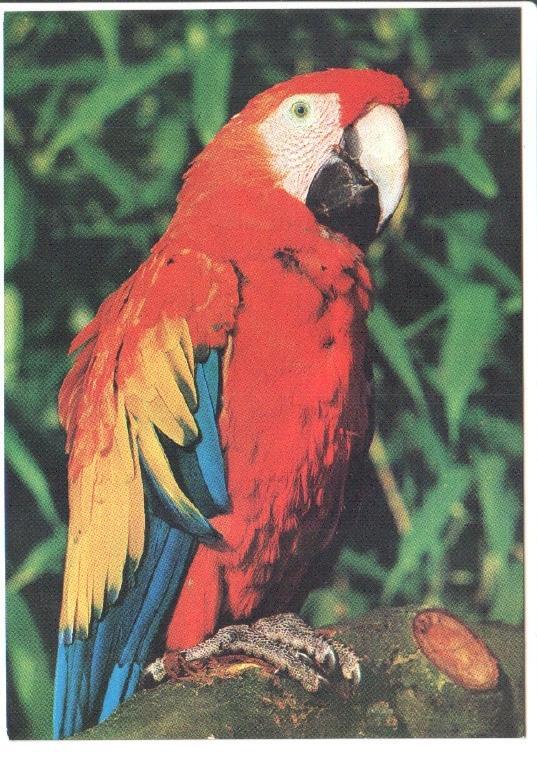 Postal JC0804: Loro de cuerpo color rojo con alas amarillas y azules