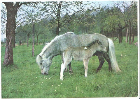 Postal JC0805: Caballo y su cria, ambos de color gris, uno de ellos con la crin blanca