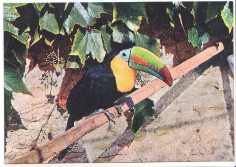 Postal JC0806: Ave exotica. Tucan