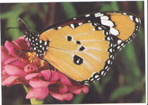 Postal JC0807: Mariposa de alas amarilas y contorno negro y blanca