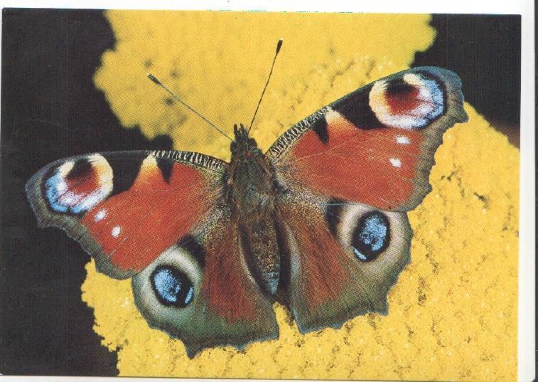 Postal JC0811: Mariposa de alas color marron, azul, blancas