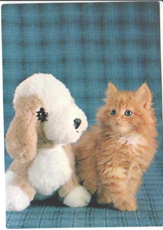 Postal JC0812: Gato Persa joven de color marron junto a un perro de peluche